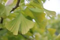 Ginkgo biloba
